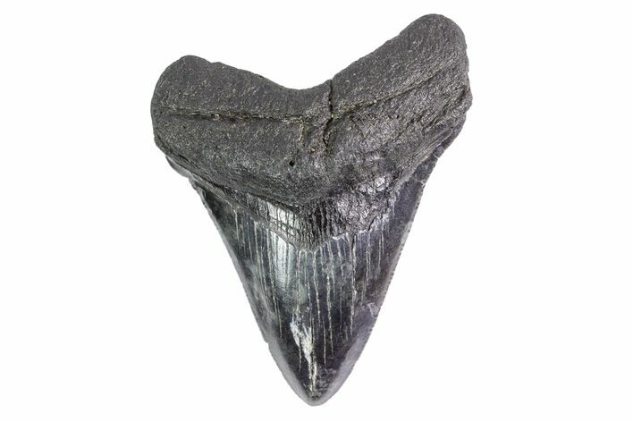 Fossil Megalodon Tooth - Georgia #151540